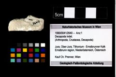 Foto (Objekt + Etikett) von Decapoda indet.  (NHMW-GEO-1990-0041-2640)